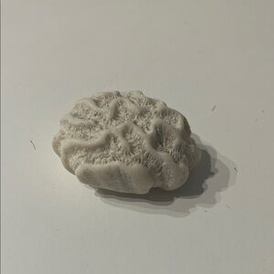 Elegant Cream Coral Sculpture
